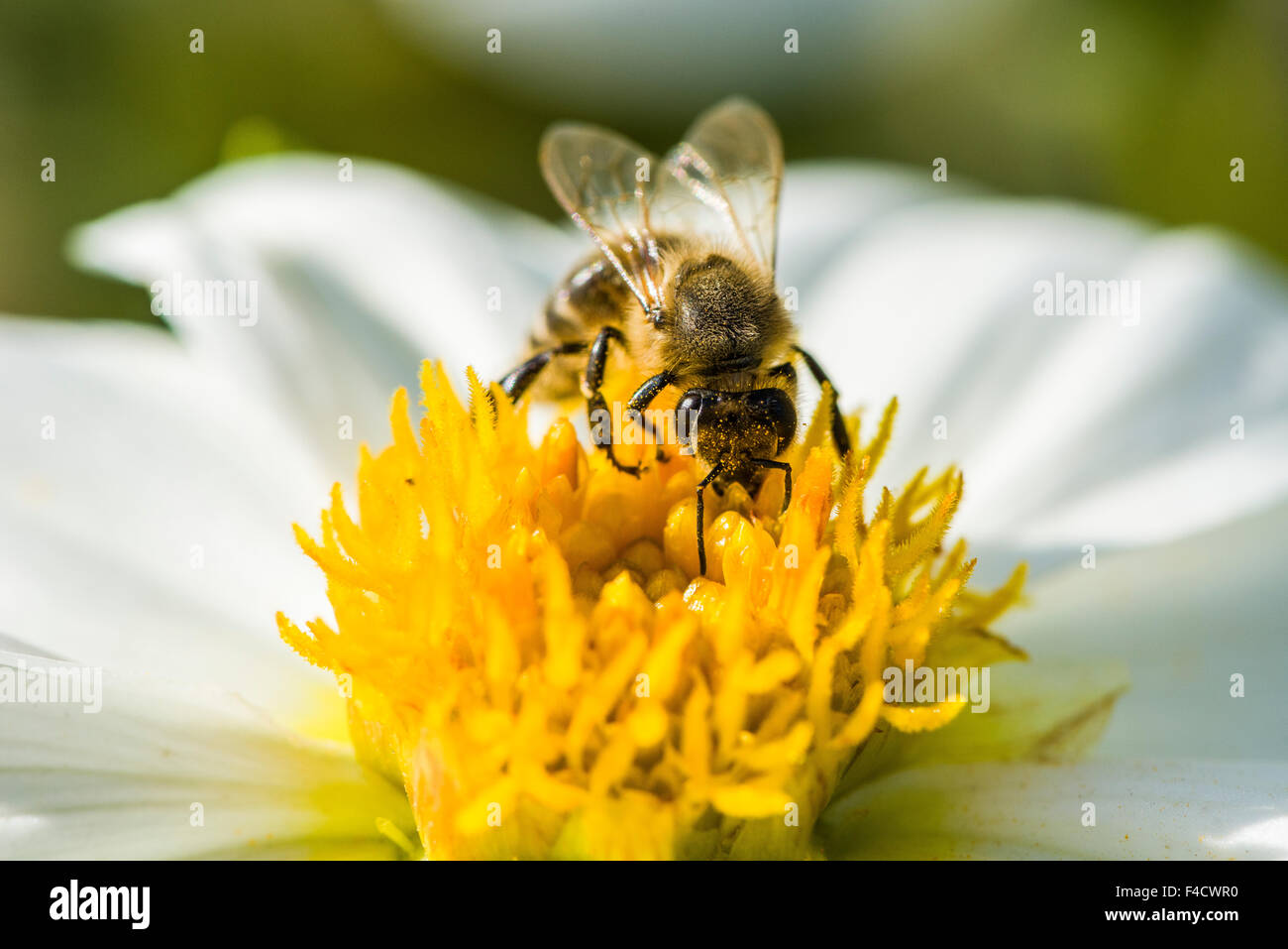 Un carniolan de abejas (Apis mellifera Carnica) está recogiendo el néctar de una flor Dalia (Asteraceae) Foto de stock