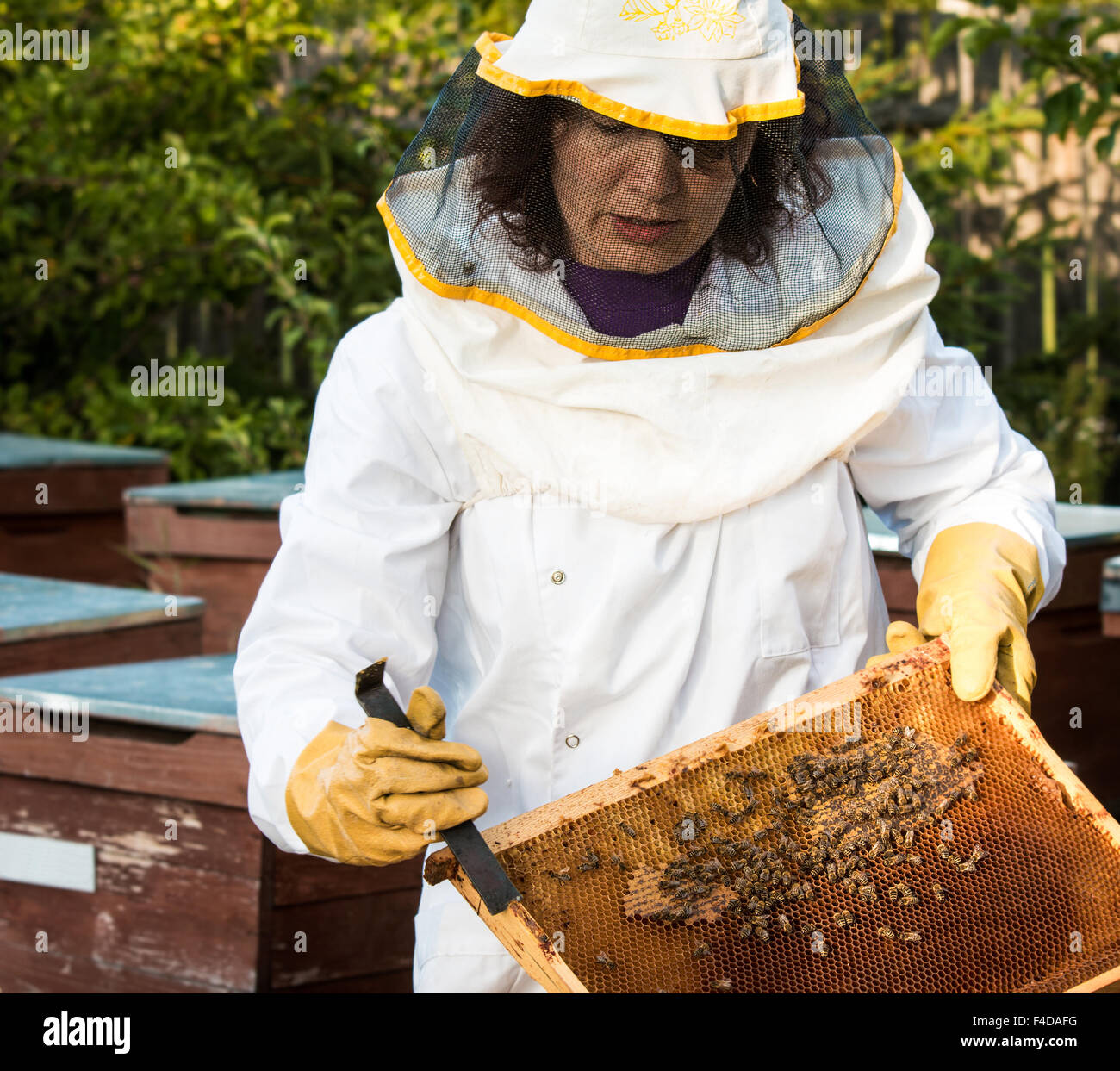 Retrato de seguridad de apicultor mujer o granja con traje de