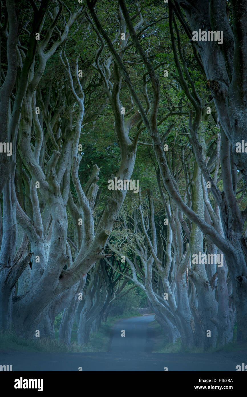 Siglo XVIII carretera arbolada que hayas conocido como the Dark Hedges cerca Stanocum, Condado de Antrim, Irlanda del Norte, REINO UNIDO Foto de stock