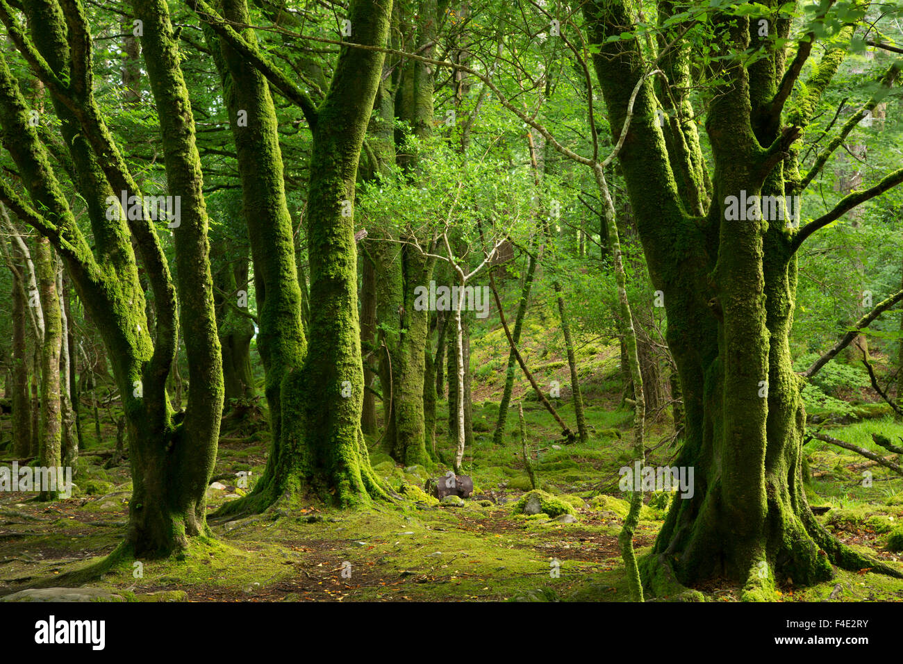 Mossy árboles cerca de Torc cascadas, el Parque Nacional de Killarney, condado de Kerry, Irlanda Foto de stock