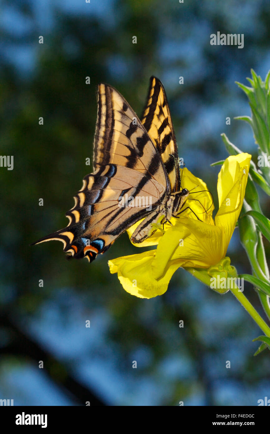California, Estados Unidos, San Diego Mission Trails Regional Park. Una especie de anís Butterfly. Crédito: Christopher Talbot Frank / Galería / DanitaDelimont.com Jaynes Foto de stock
