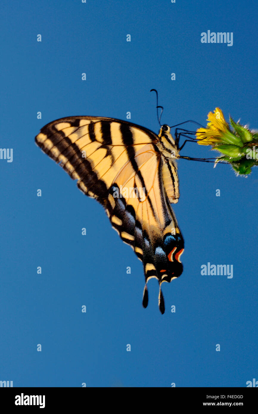 California, Estados Unidos, San Diego Mission Trails Regional Park. Una especie de anís Butterfly. Crédito: Christopher Talbot Frank / Galería / DanitaDelimont.com Jaynes Foto de stock