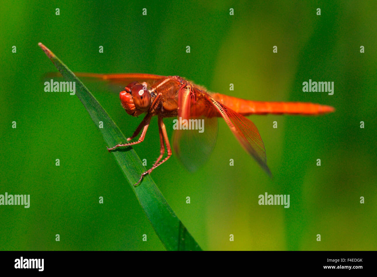 California, Estados Unidos, San Diego Mission Trails Regional Park. Dragonfly. Crédito: Christopher Talbot Frank / Galería / DanitaDelimont.com Jaynes Foto de stock