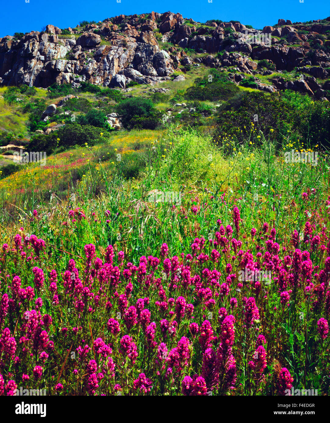 California, Estados Unidos, San Diego Mission Trails Regional Park. El Trébol de la lechuza flores silvestres. Crédito: Christopher Talbot Frank / Galería / DanitaDelimont.com Jaynes Foto de stock