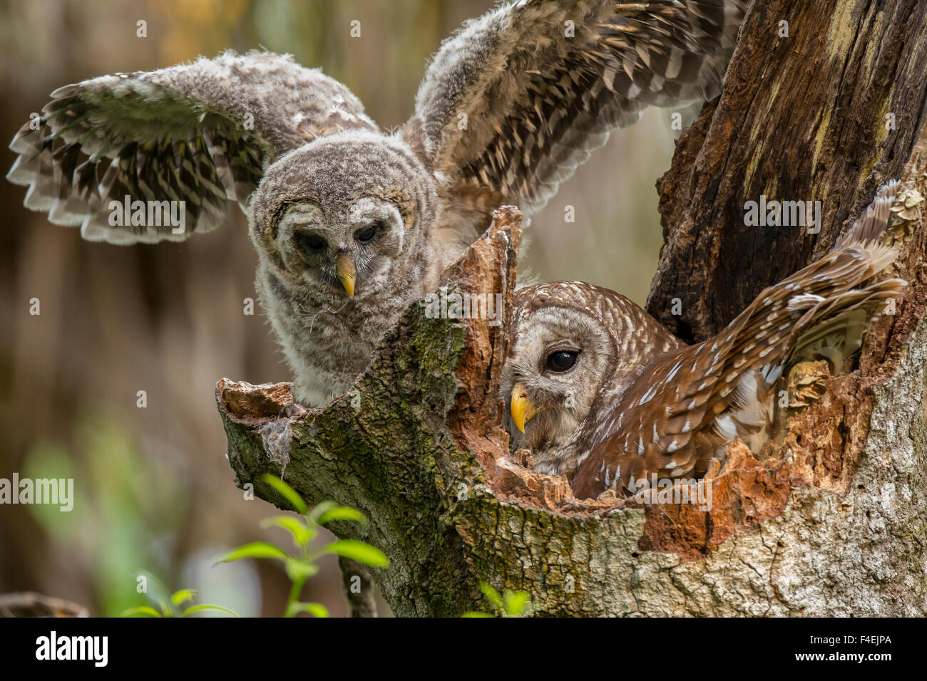 Prohibido bebé Búho, Strix varia, trabajando alrededor del nido mientras  adulto está en el nido en un árbol de roble, hamaca, Florida Fotografía de  stock - Alamy