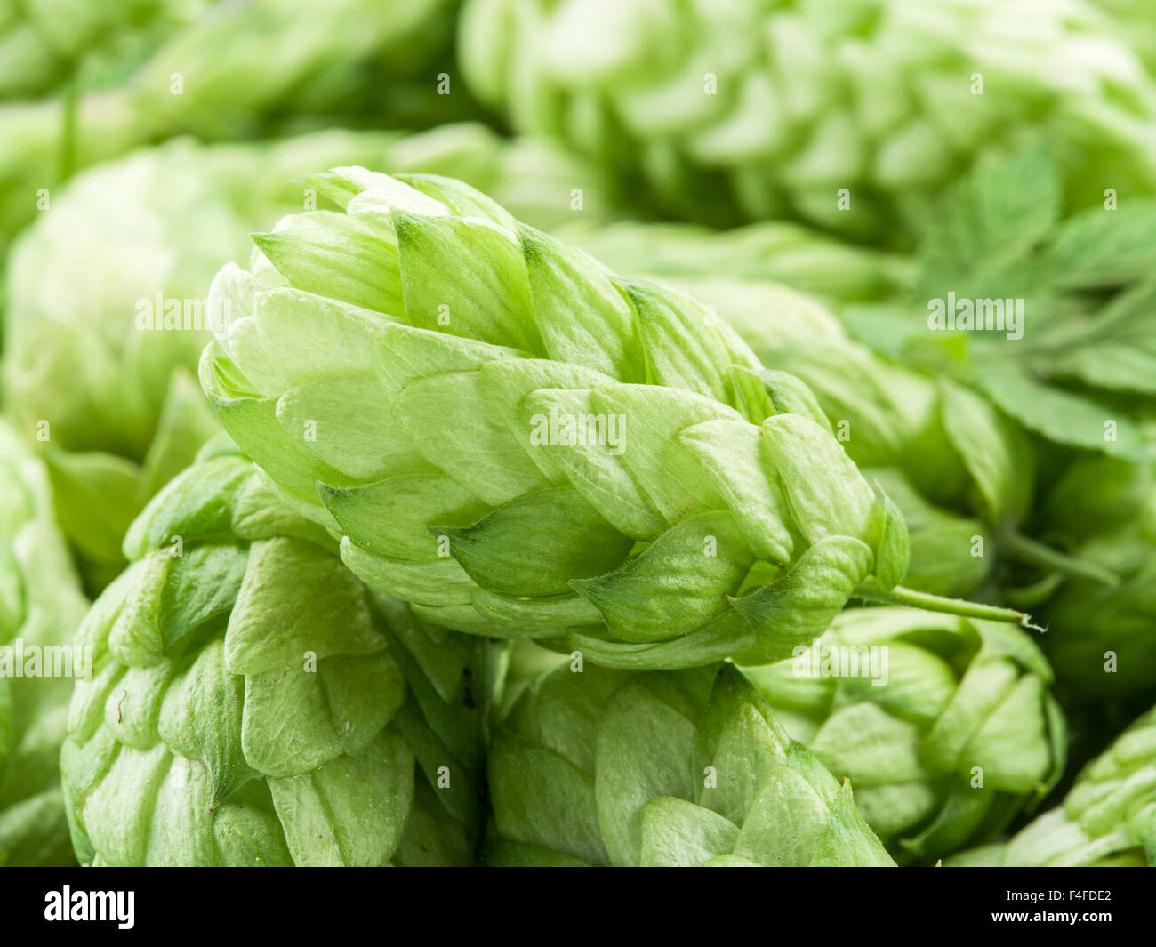 Conos de lúpulo verde - ingrediente en la producción de la cerveza. Foto de stock