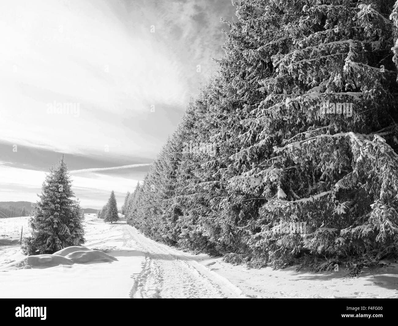 Escena de Invierno en blanco y negro Foto de stock