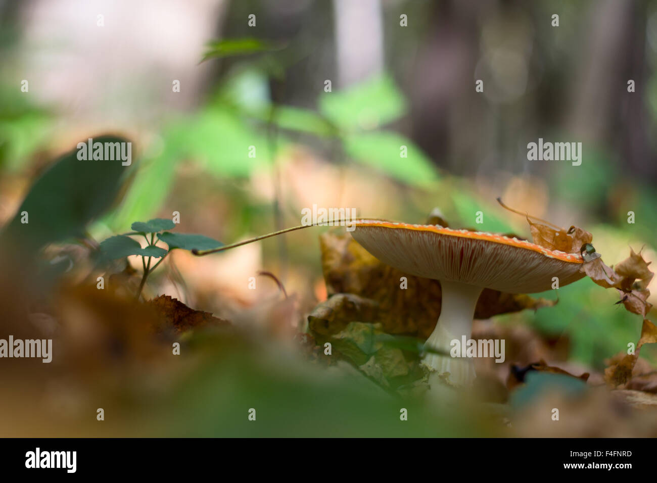 Amanita setas en el bosque Foto de stock