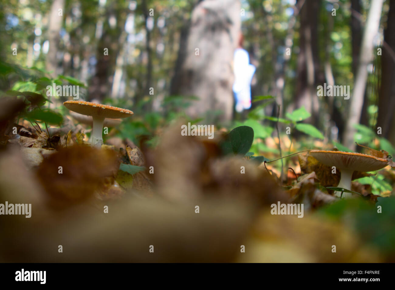 Amanita setas en el bosque Foto de stock