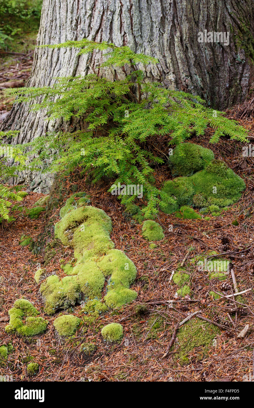 Large White-Moss, Leudobryum glaucum, creciendo bajo coníferas. El Parque Nacional de Snowdonia, Gales del Norte Foto de stock