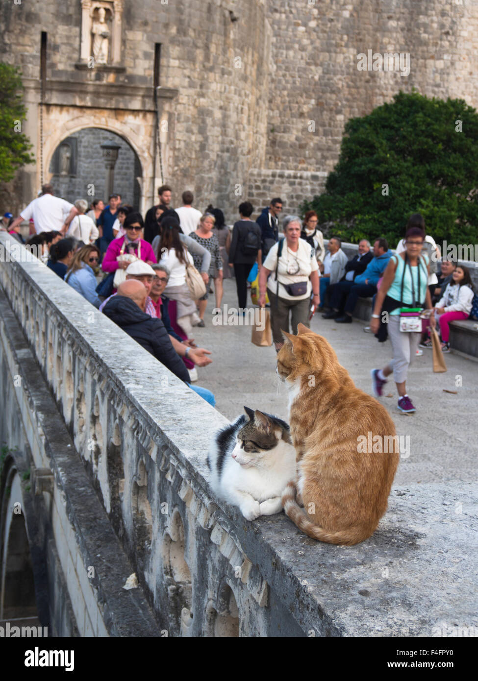 Los gatos y los turistas fuera de la Puerta Pile, entrada a la ciudad vieja de Dubrovnik Croacia Foto de stock