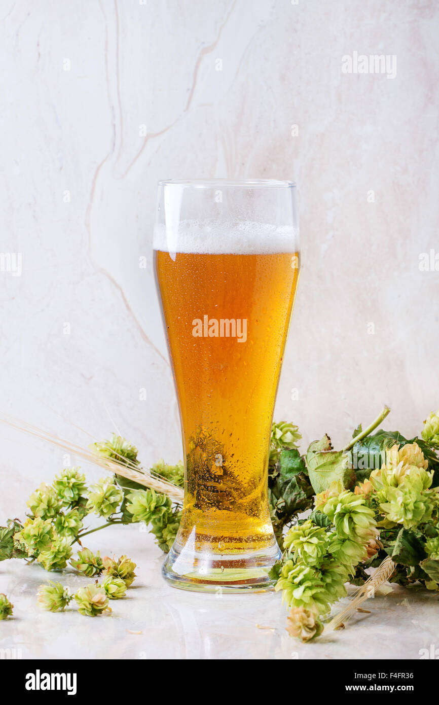 Vaso de cerveza lager nuevo proyecto con espuma, servida en mesa de mármol blanco con verde hop y espigas de cebada. Foto de stock