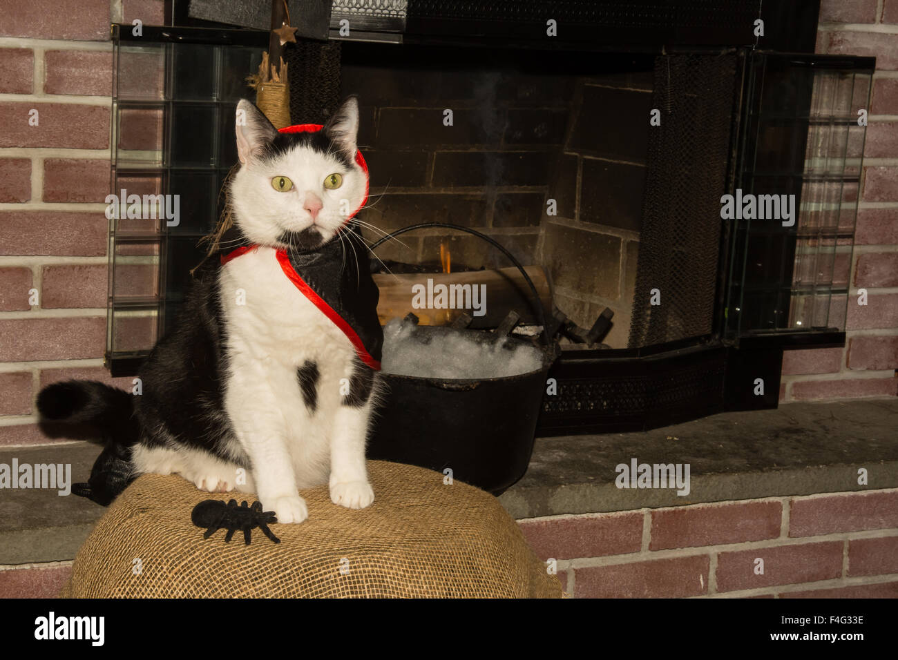 Gato vampiro fotografías e imágenes de alta resolución - Alamy