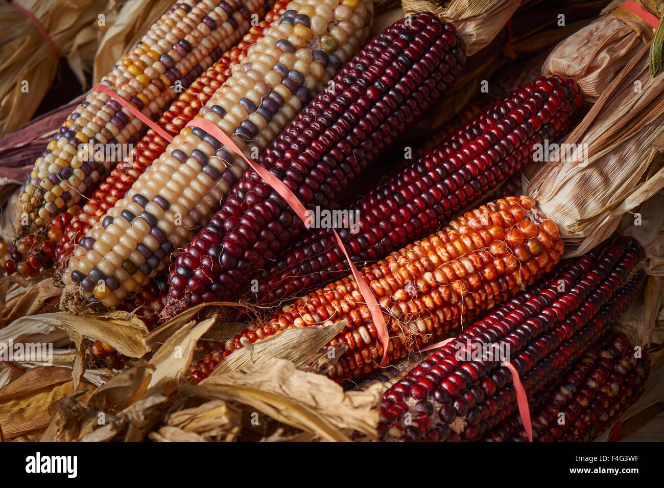 Secado de maíz multicolor, a veces llamado "maíz". Foto de stock