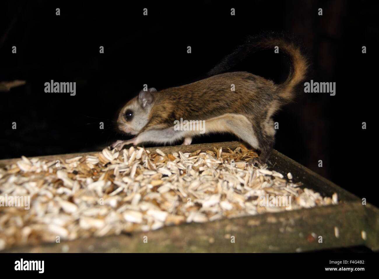 La Ardilla Voladora Enano Japones Pteromys Momonga En Japon Fotografia De Stock Alamy