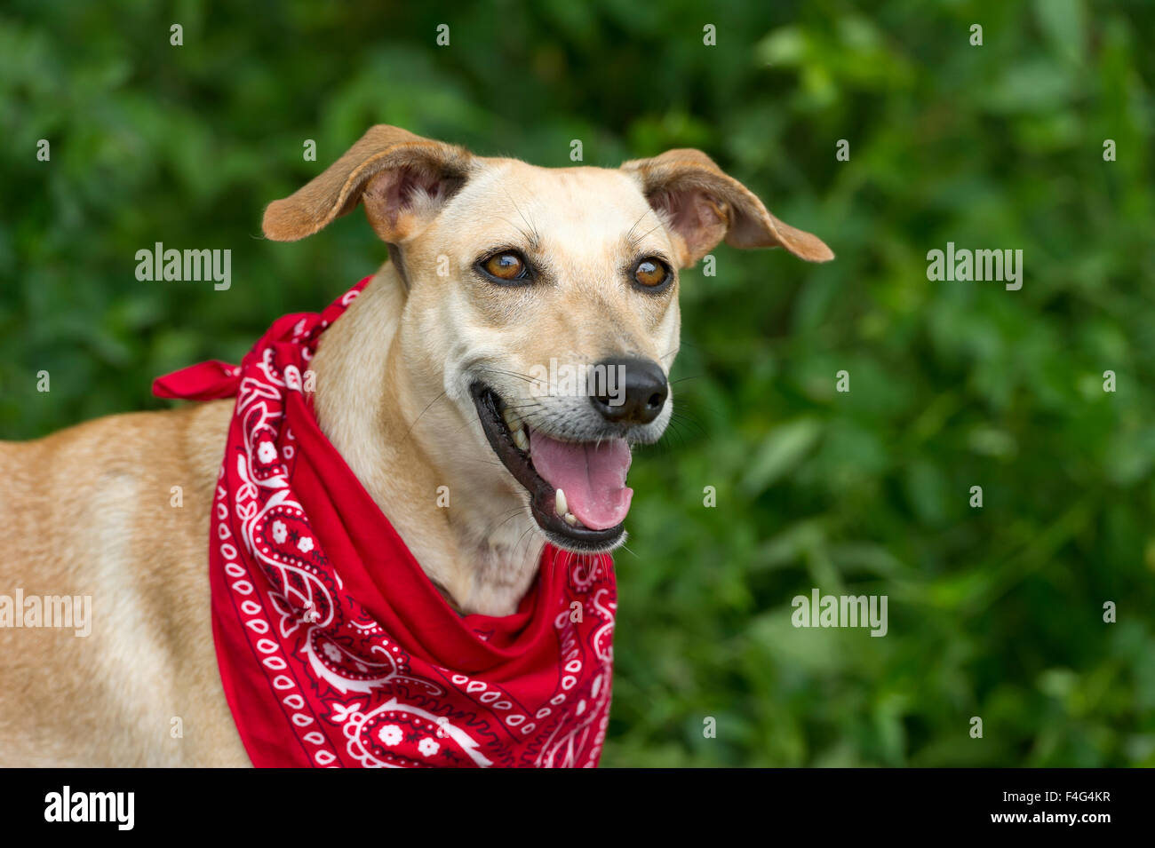 Perro loco fotografías e imágenes de alta resolución - Alamy
