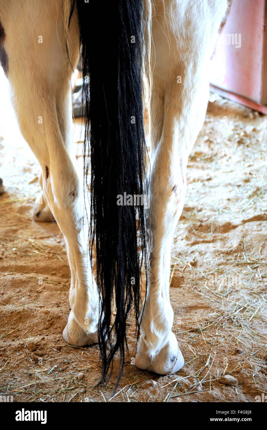 Equiseto o cola de caballo vista trasera en el interior. Foto de stock
