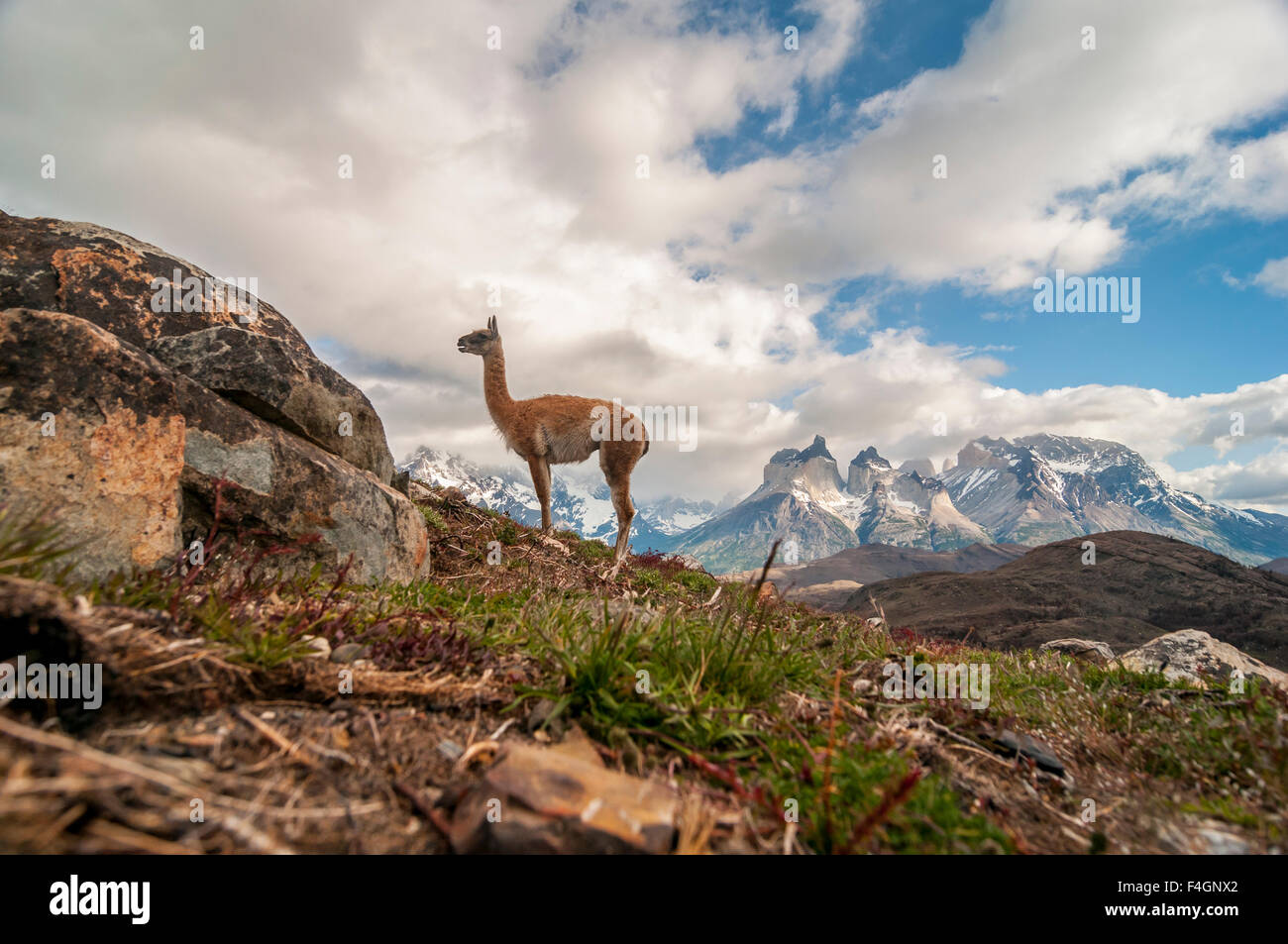 Guanaco, mamíferos, animales. Parque Nacional Torres del Paine. Foto de stock
