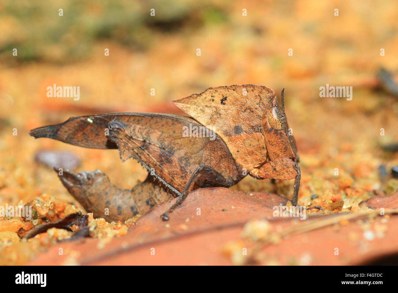 Hoja muerta Chorotypus mimetismo Grasshopper (sp) en la Reserva Forestal de Sinharaja, Sri Lanka Foto de stock