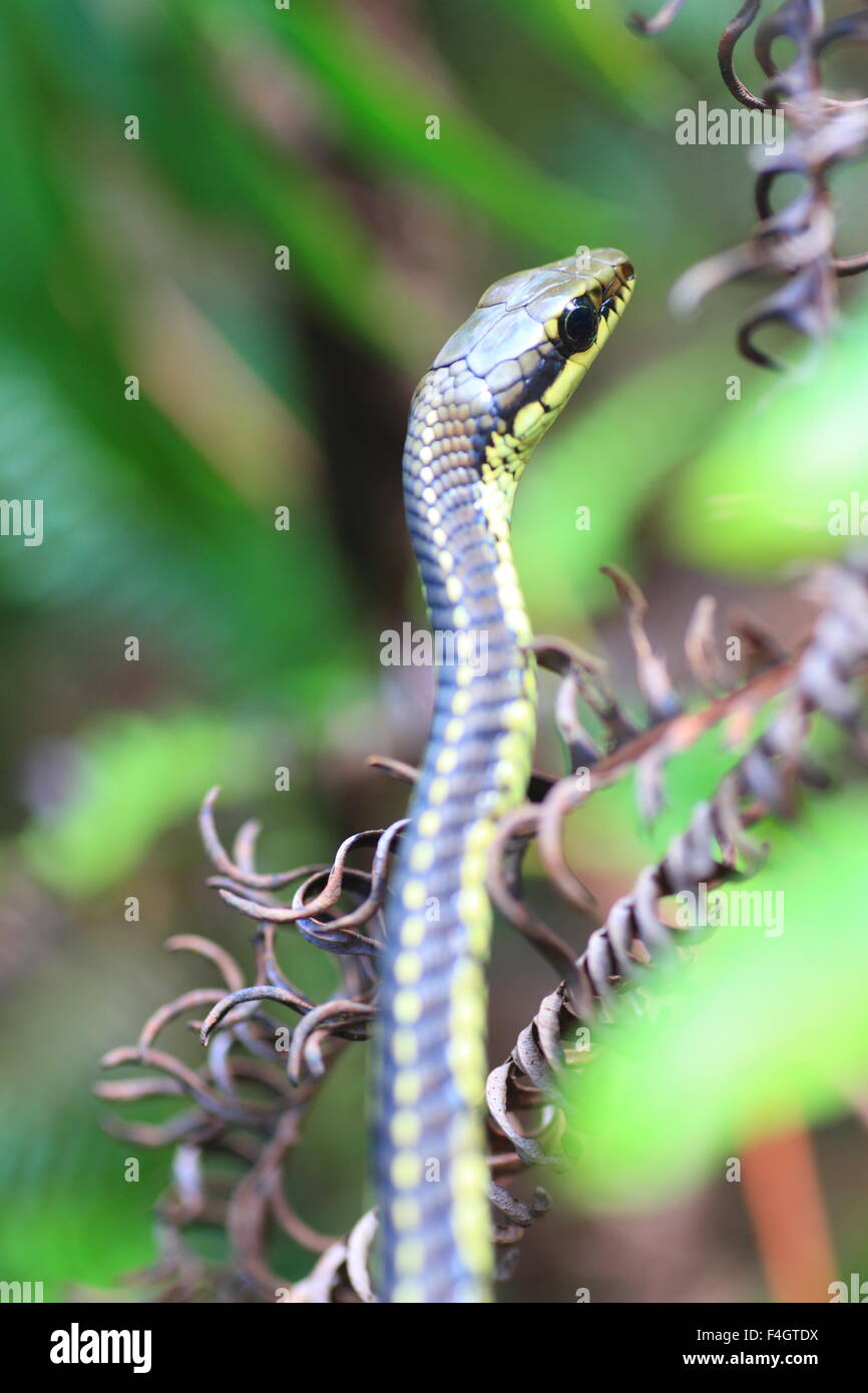 Árbol Bronzeback común (Serpiente Dendrelaphis tristis) en Sri Lanka Foto de stock