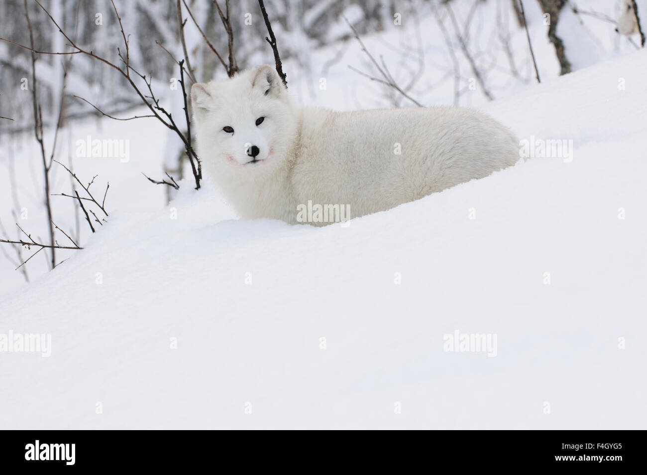 Zorro ártico con abrigo blanco de nieve, el norte de Noruega. Foto de stock