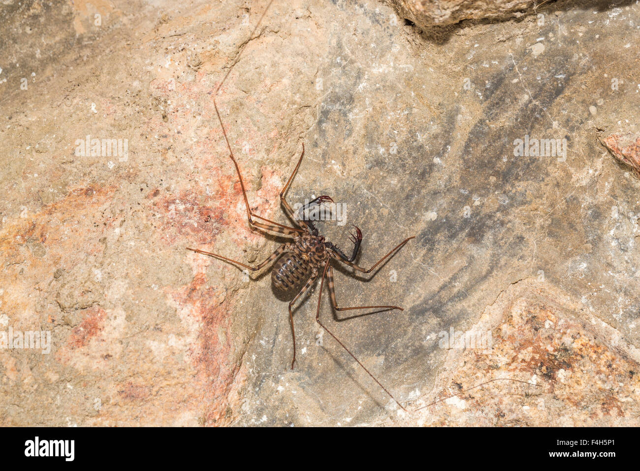 Araña látigo o látigo tailless scorpion (Amblypygi), la Isla de Likoma, Lago Malawi, Malawi, Sur-África oriental Foto de stock