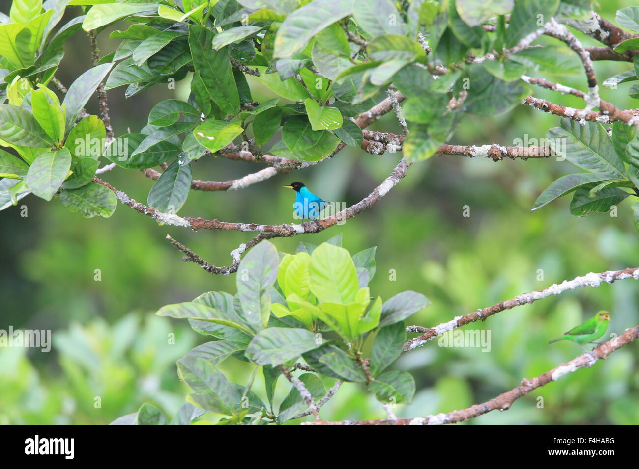 Green honeycreeper (Chlorophanes spiza) en Ecuador Foto de stock