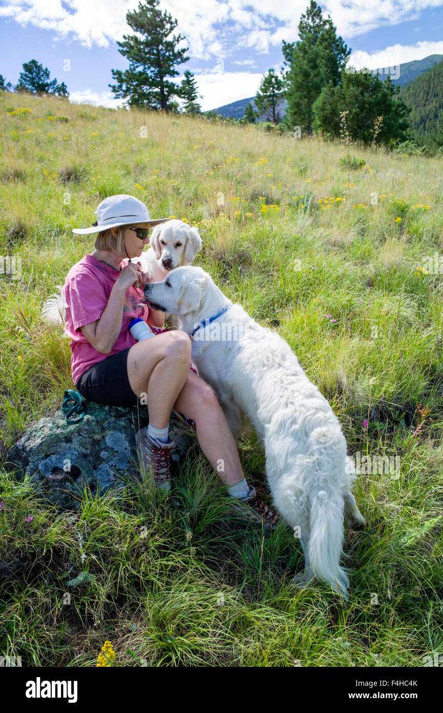 Excursionista hembra pausas para alimentar dos perros golden retriever de color platino Foto de stock