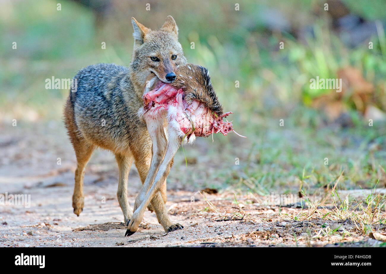 La imagen del indio Chacal (Canis aureus indicus ) fue tomada en el parque nacional Pench, India Foto de stock