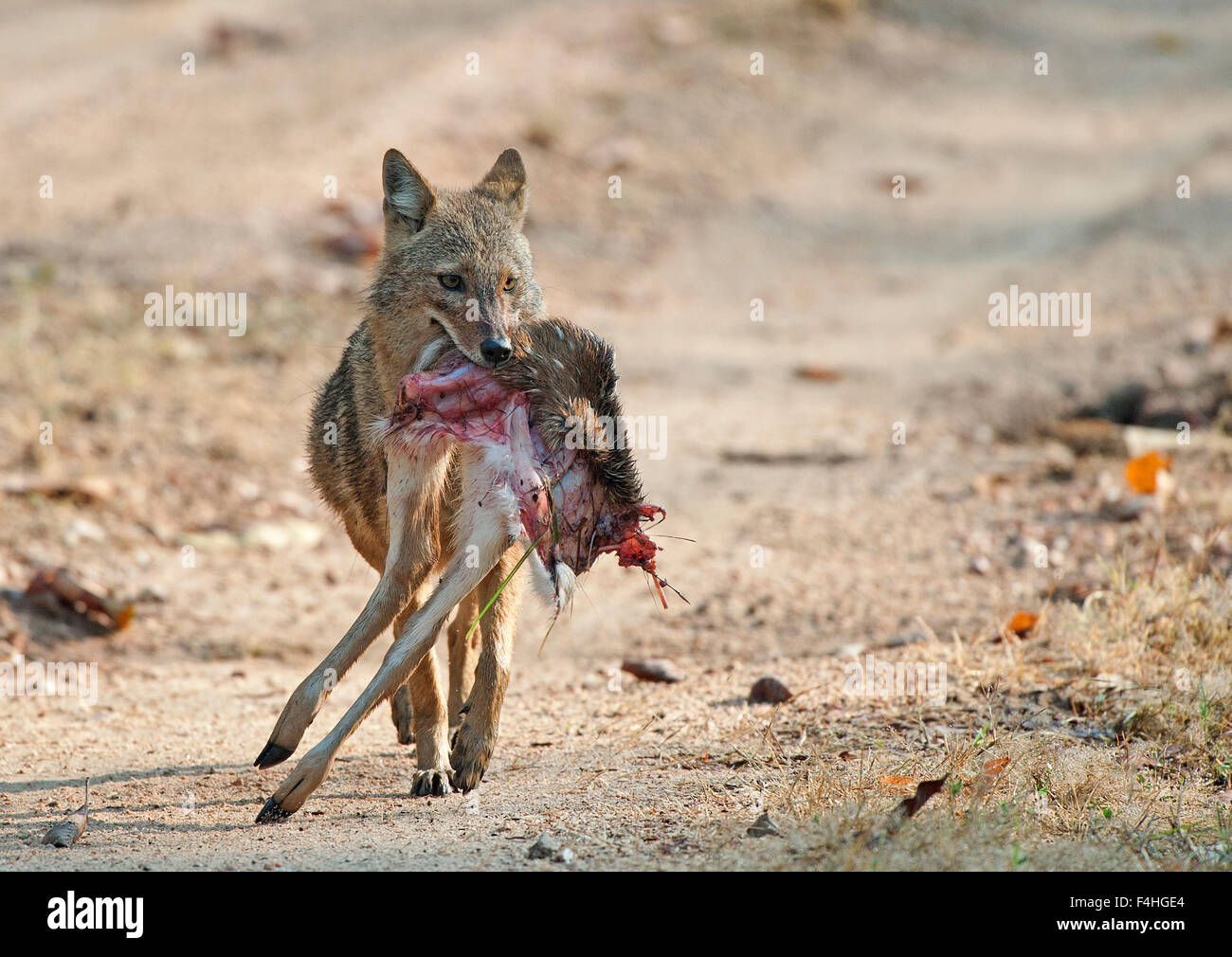 La imagen del indio Chacal (Canis aureus indicus ) fue tomada en el parque nacional Pench, India Foto de stock