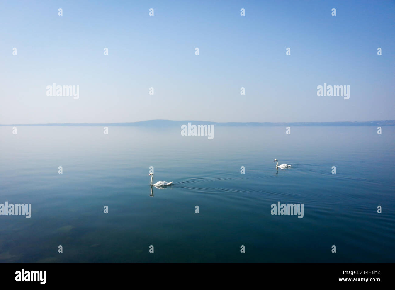 Pareja de cisnes blancos en el tranquilo lago swiminng, haze mañana Foto de stock
