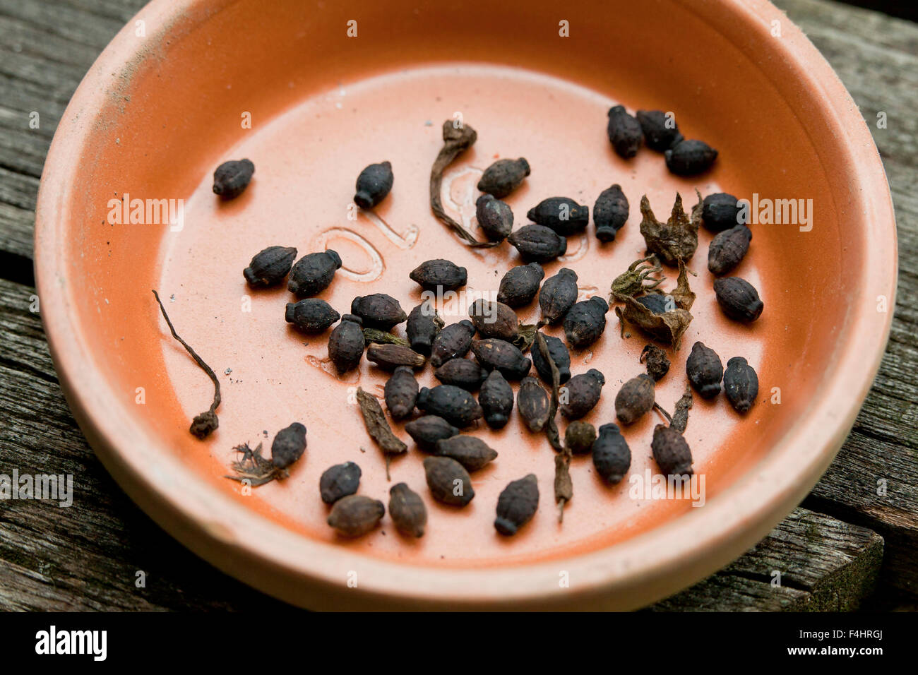 Four o'clock plantar semillas (Mirabilis jalapa) Foto de stock