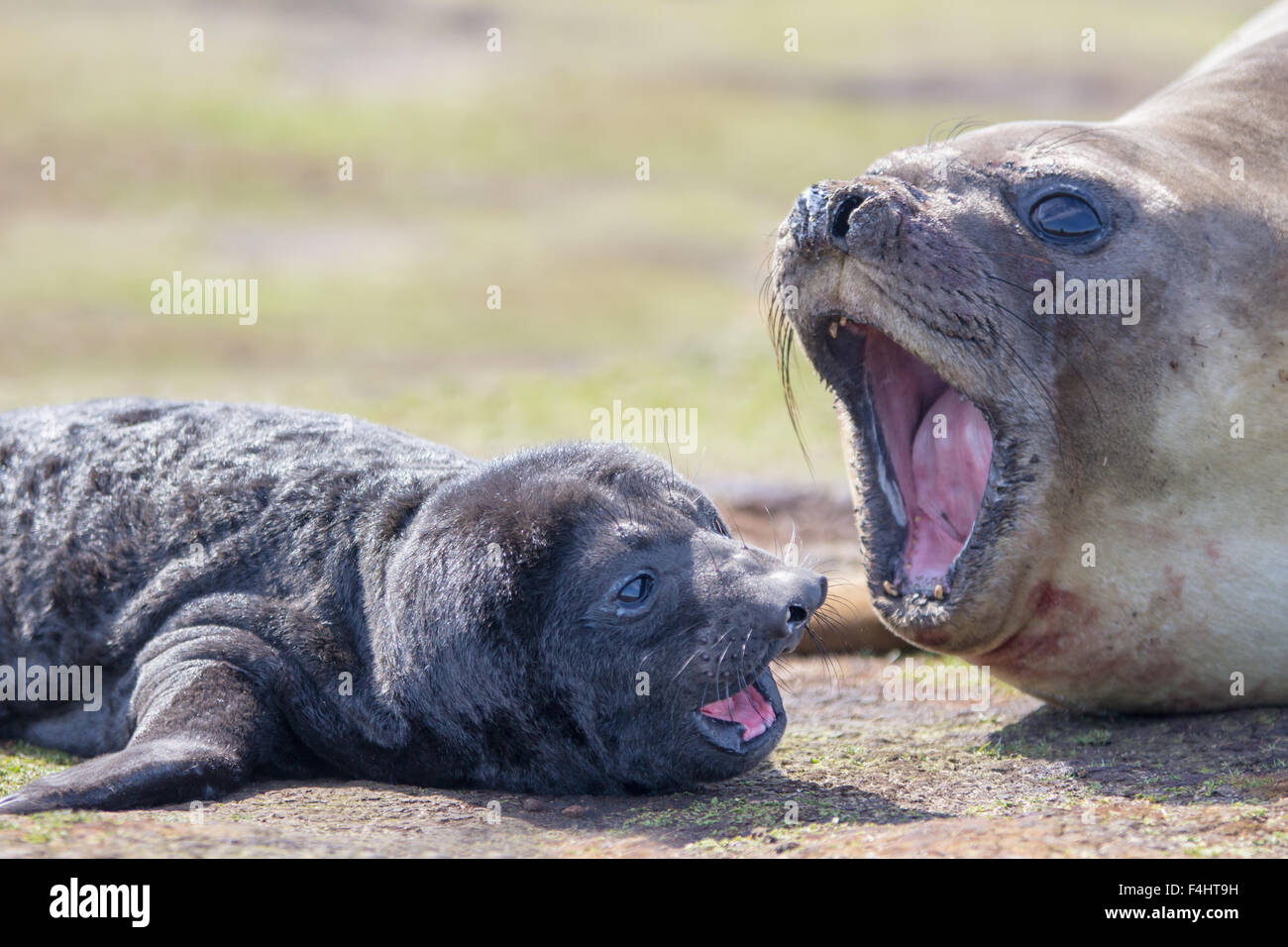 Recién nacido de elefantes marinos del sur (Mirounga leonina) Pup tumbado junto a su madre. Las Islas Malvinas. Foto de stock