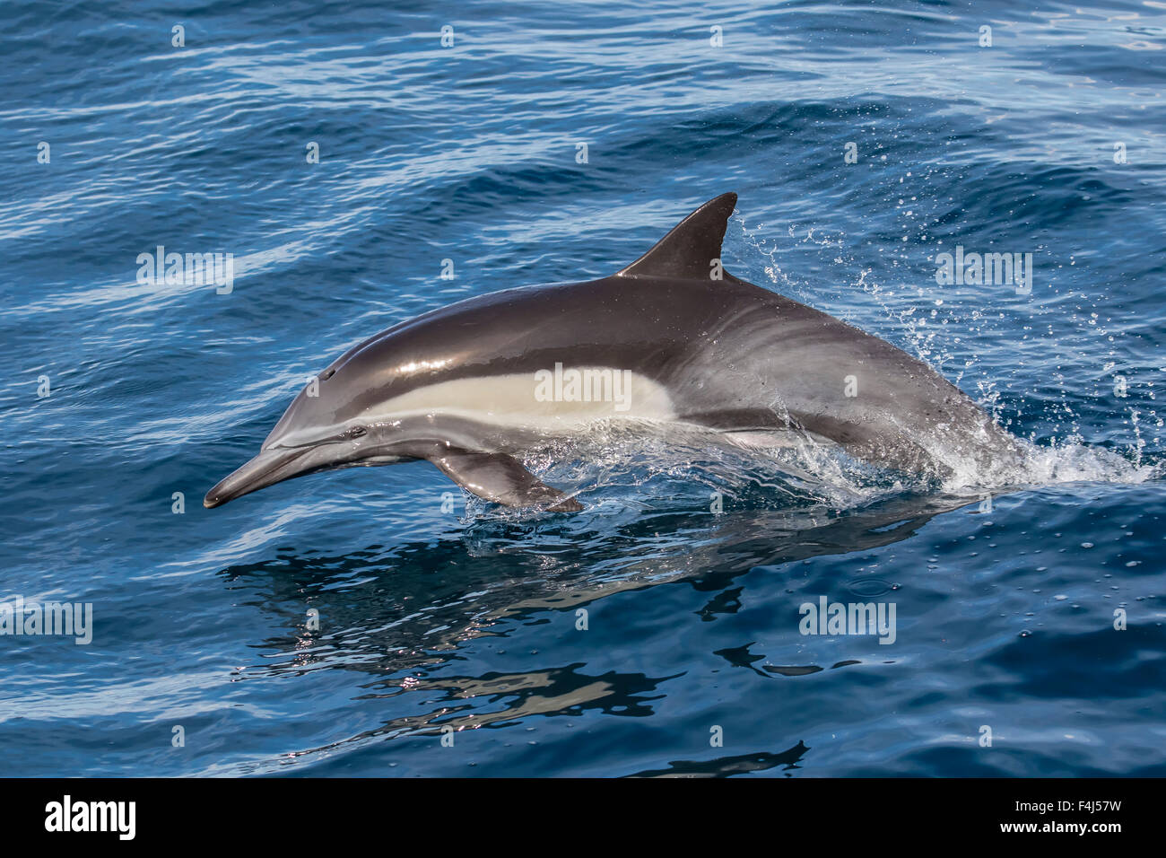 Adulto largo-picuda dolphi comunes (Delphinus capensis) saltando cerca de la Isla Carmen, Baja California Sur, México, América del Norte Foto de stock