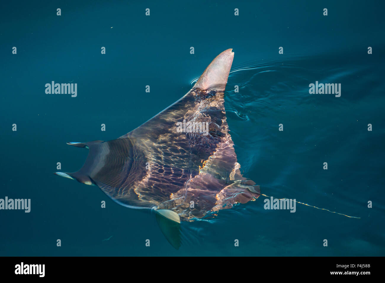 Mobula, Mobula spp, con estabilos por encima de la superficie cercana a la Isla de Danzantes, Baja California Sur, México, América del Norte Foto de stock