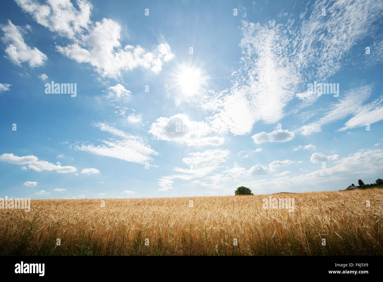 Captura HDR de centeno en campos con un big sky, Baden-Wurttemberg, Alemania, Europa Foto de stock