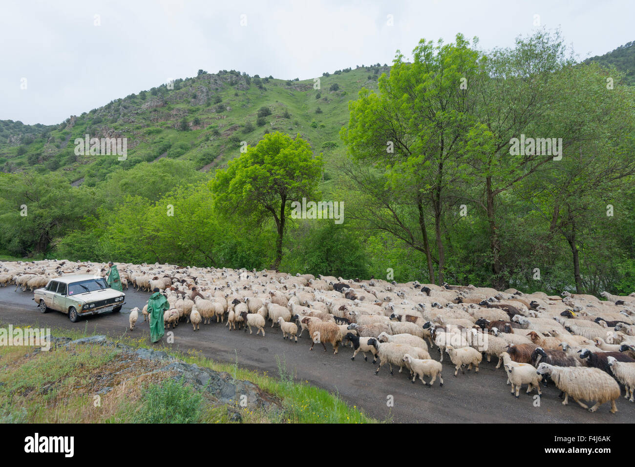 Rebaño de ovejas en el camino, Syunik provincia, Armenia, el Cáucaso, Asia Central, Asia Foto de stock