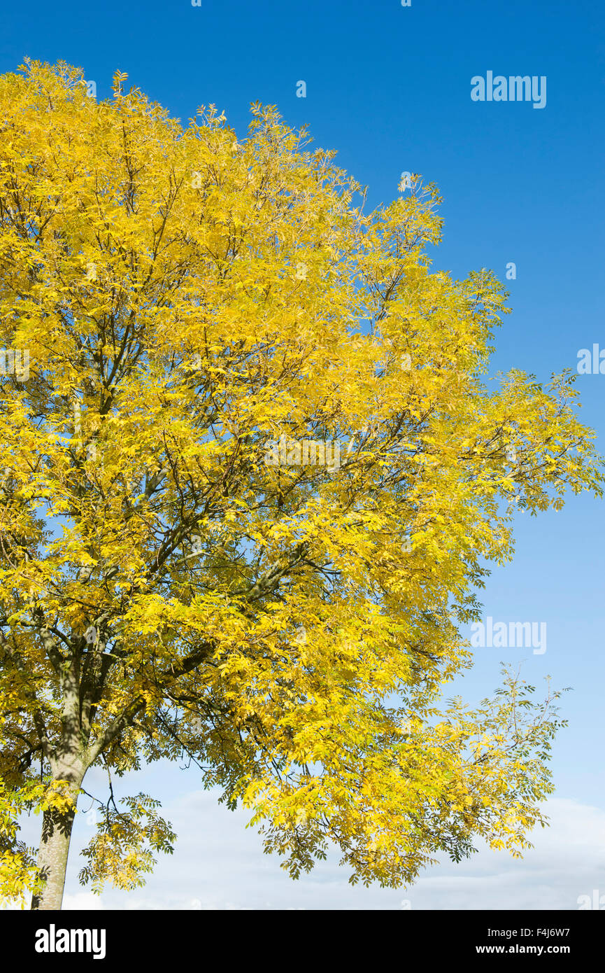 Fraxinus excelsior. Árbol de ceniza en el otoño contra un cielo azul en Escocia Foto de stock