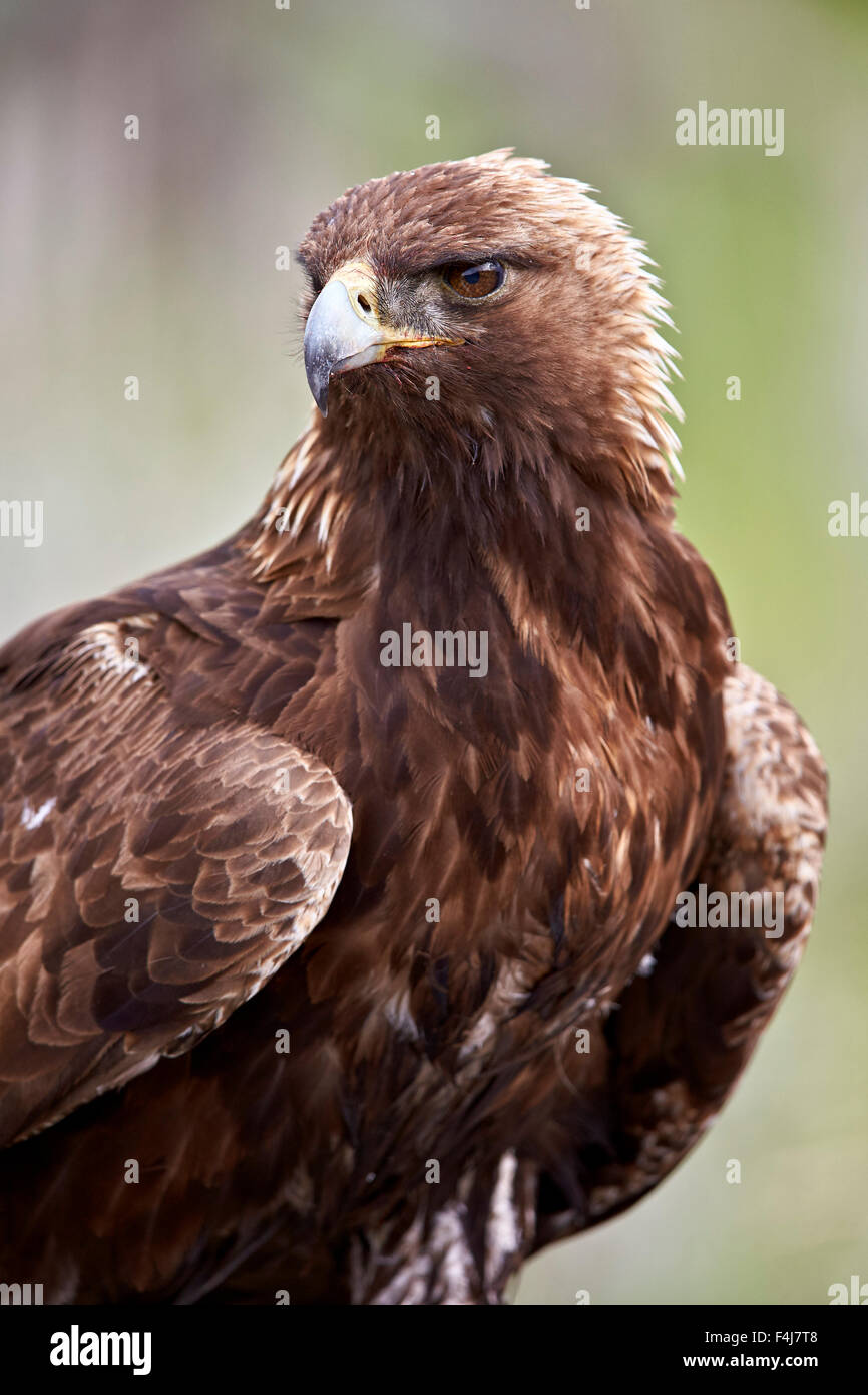 Águila real (Aquila chrysaetos), el Parque Nacional Yellowstone, Wyoming,  Estados Unidos de América, América del Norte Fotografía de stock - Alamy