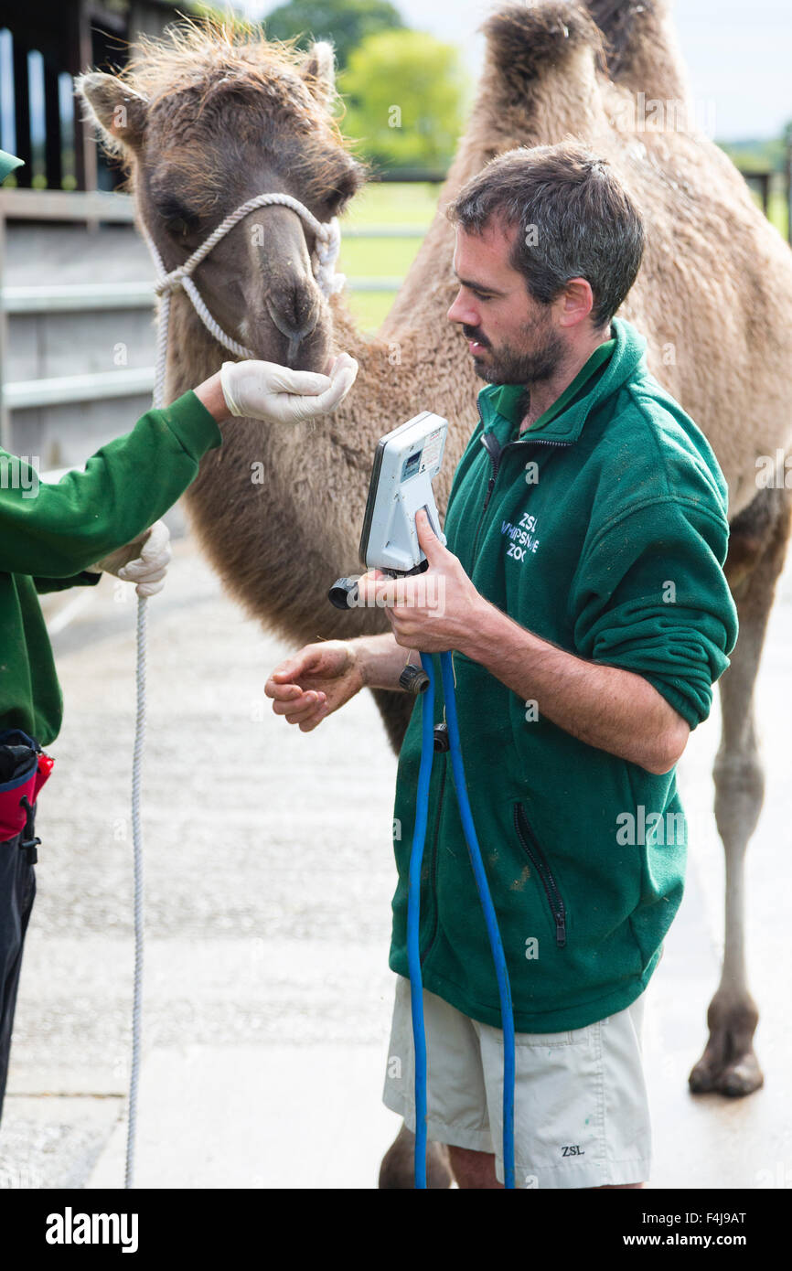 El zoo de Whipsnade, Bedfordshire, Reino Unido, 26 de agosto de 2015. Camello bactriano Mo inspecciona su peso sobre un dispositivo retenidos por ZSL keeper Juan Foto de stock