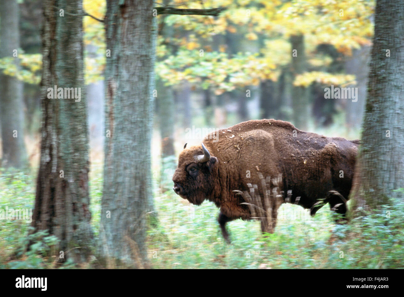 Bisonte Europeo en el bosque Foto de stock