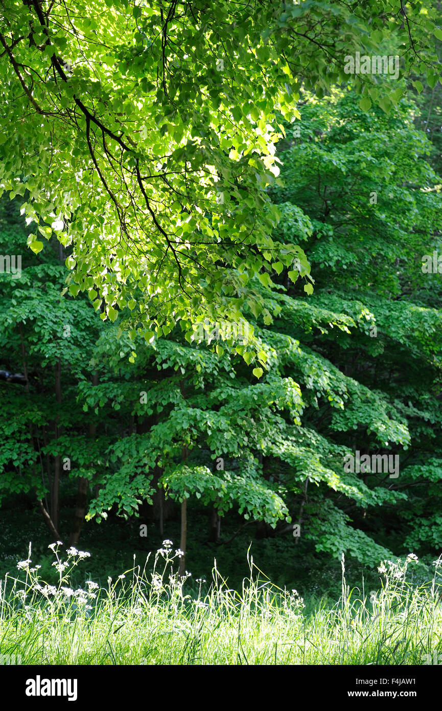 Árbol de hoja ancha Fotografía de stock - Alamy
