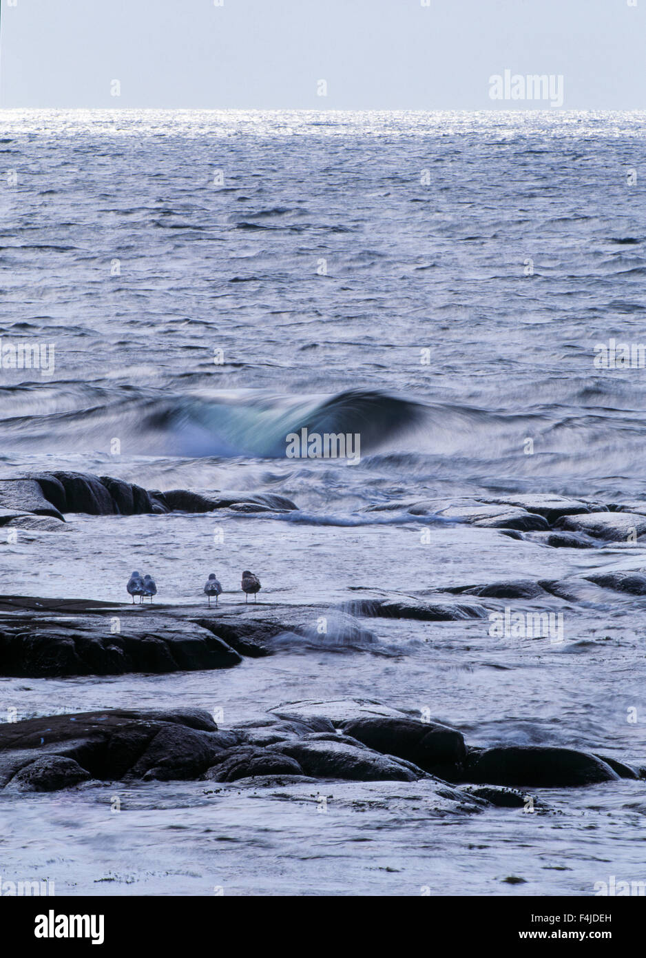 Playa Costa charadriiformes aves gaviota imagen color Halland lari ningún pueblo afuera de Escandinavia Suecia piedra de mar de agua verticales Foto de stock
