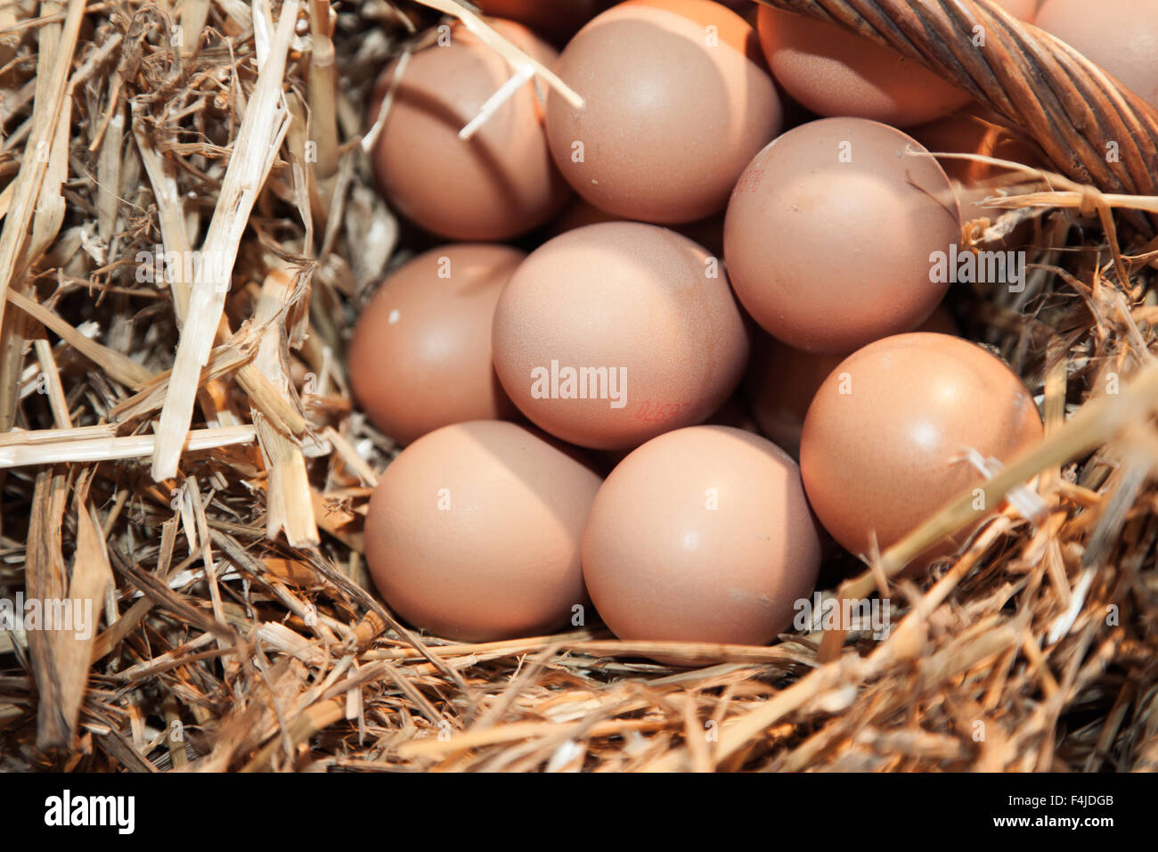 Los huevos de pollo fresco en casa de gallina Foto de stock
