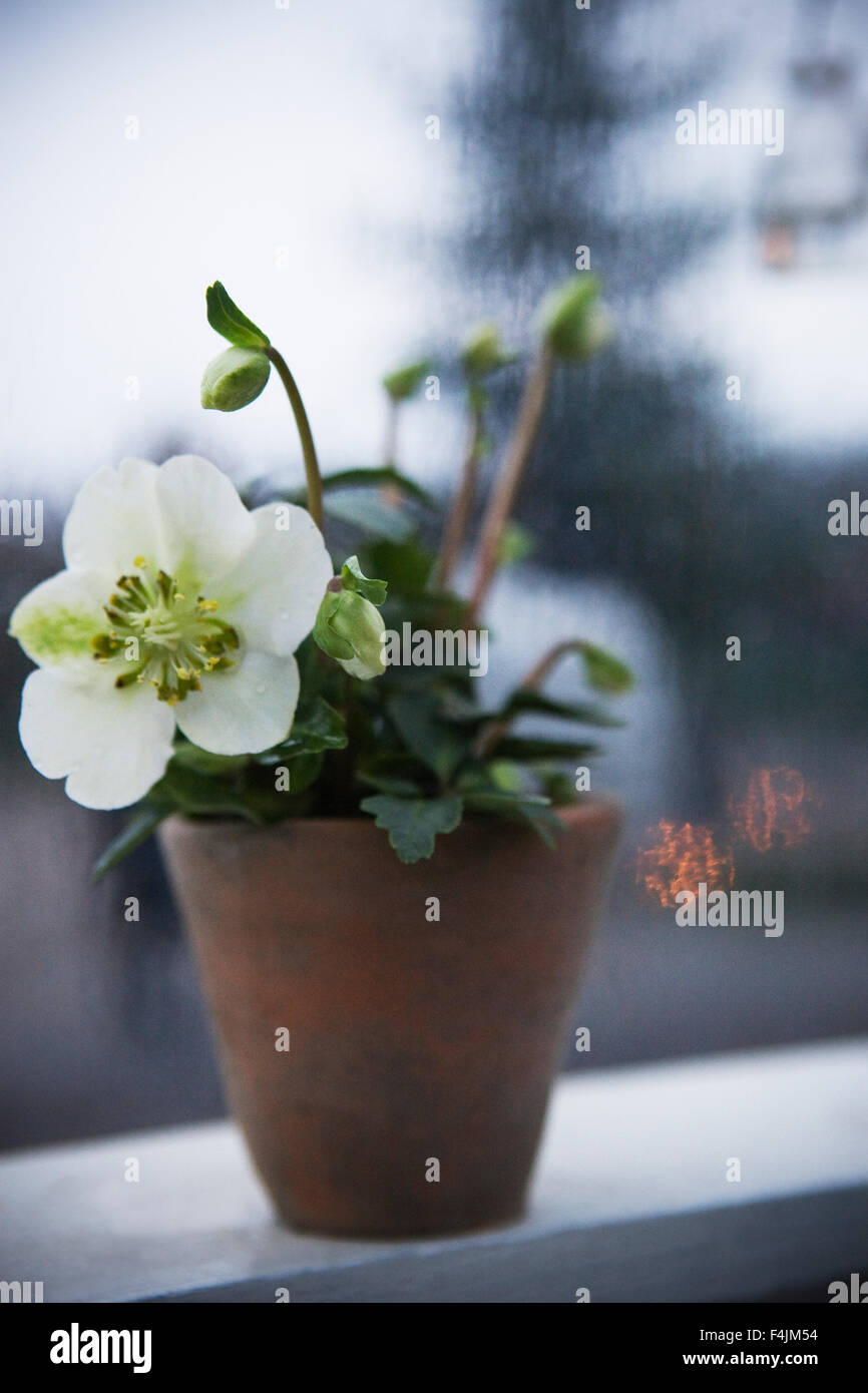 Suecia, Estocolmo, planta en maceta de flores en el alféizar de la ventana Foto de stock