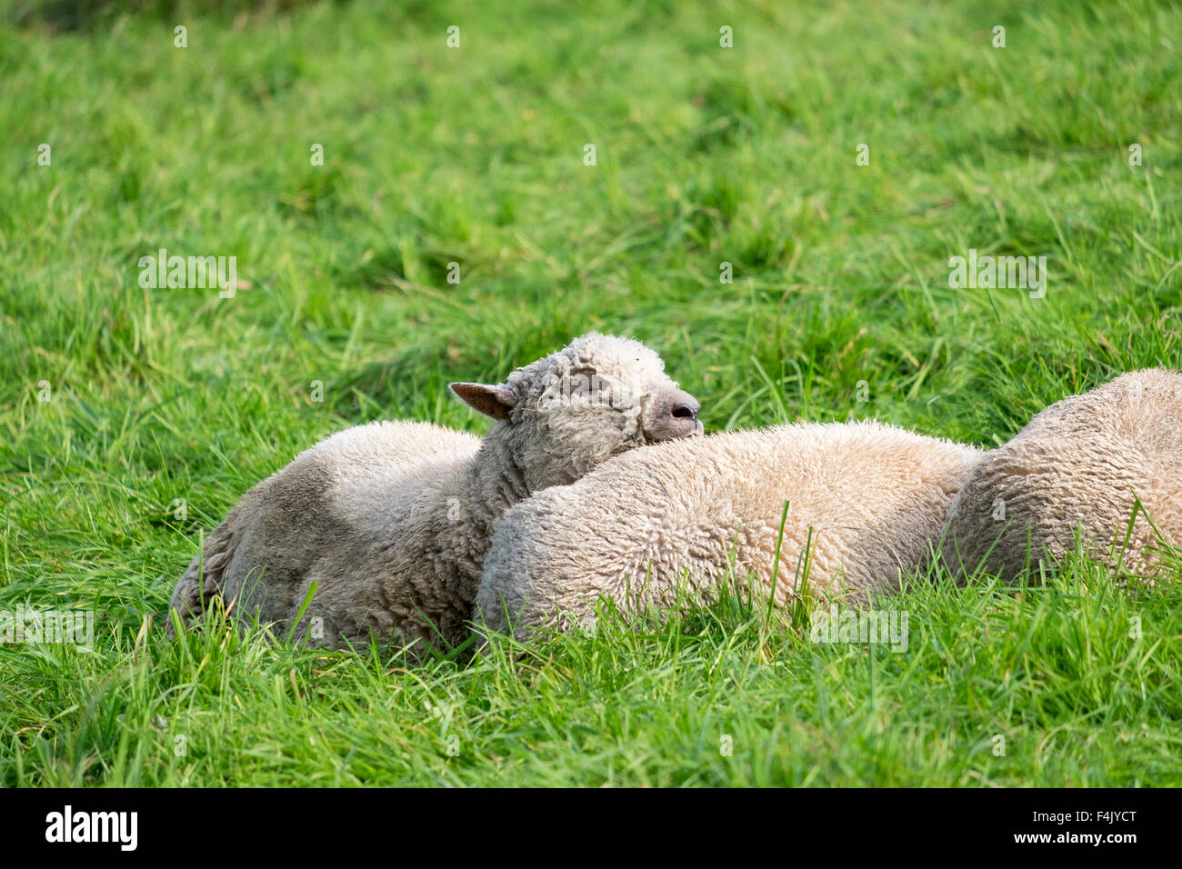 Sussex ovejas descansando bajo el sol en un exuberante y verde pasto. Foto de stock