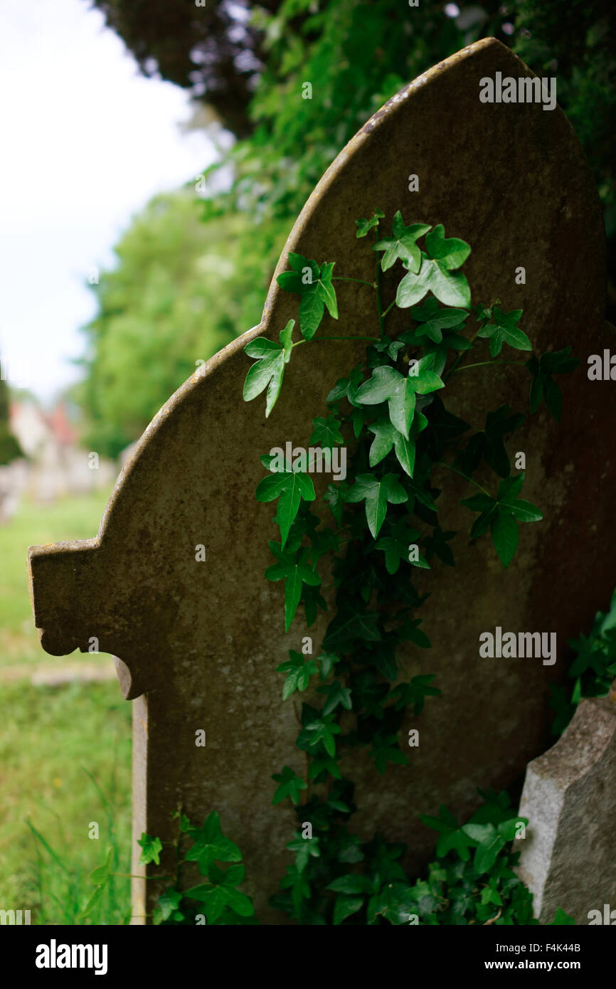 Lápida del cementerio y la hiedra Foto de stock