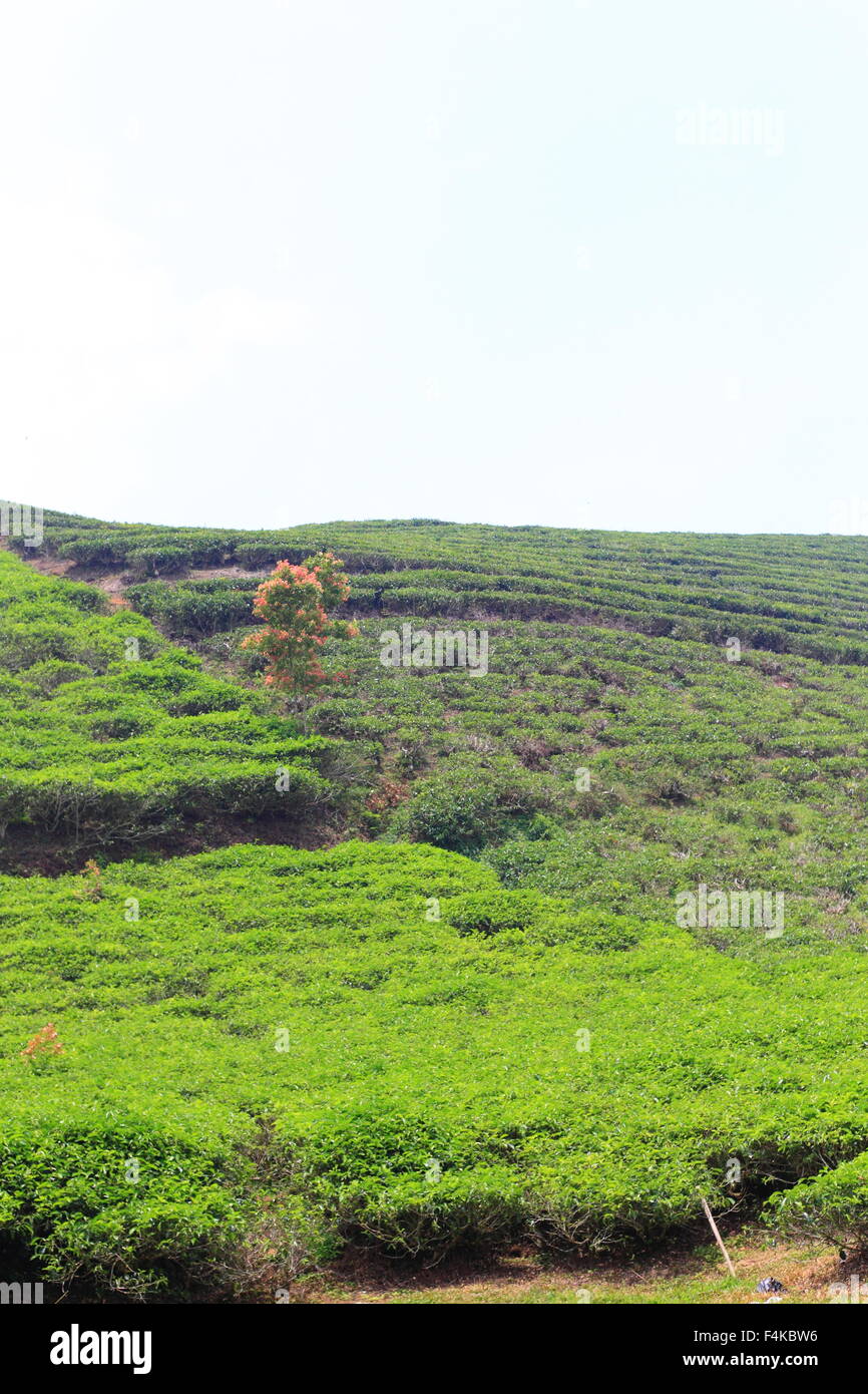 Plantación de té en la isla de Sumatra, Indonesia Foto de stock
