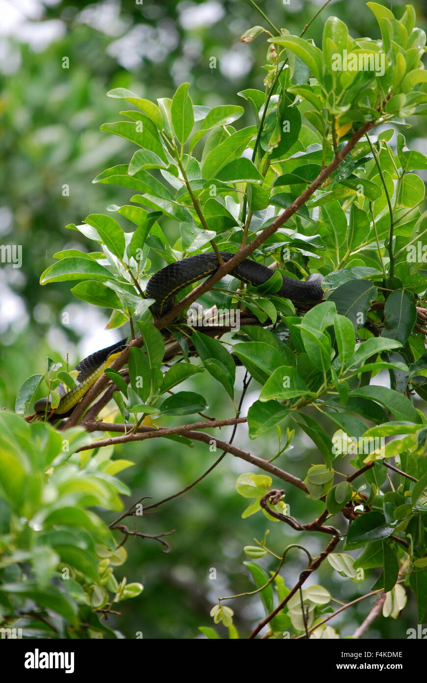 Tree snake en el río Daintree en Port Douglas, Queensland, Australia Foto de stock