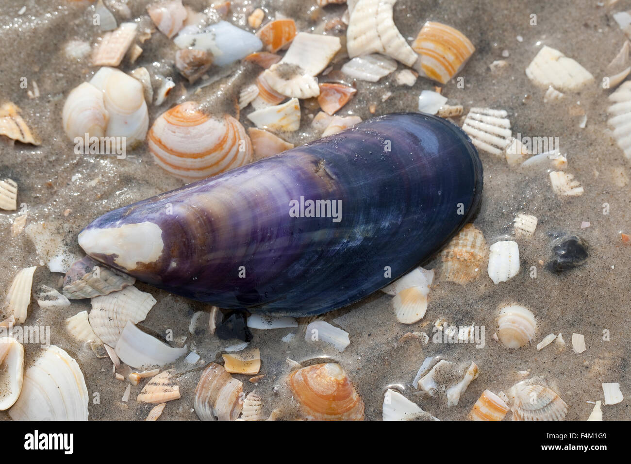 Bay mejillón, mejillón común, un mejillón, Gemeine Miesmuschel, Pfahlmuschel, Schale, Mytilus edulis Foto de stock